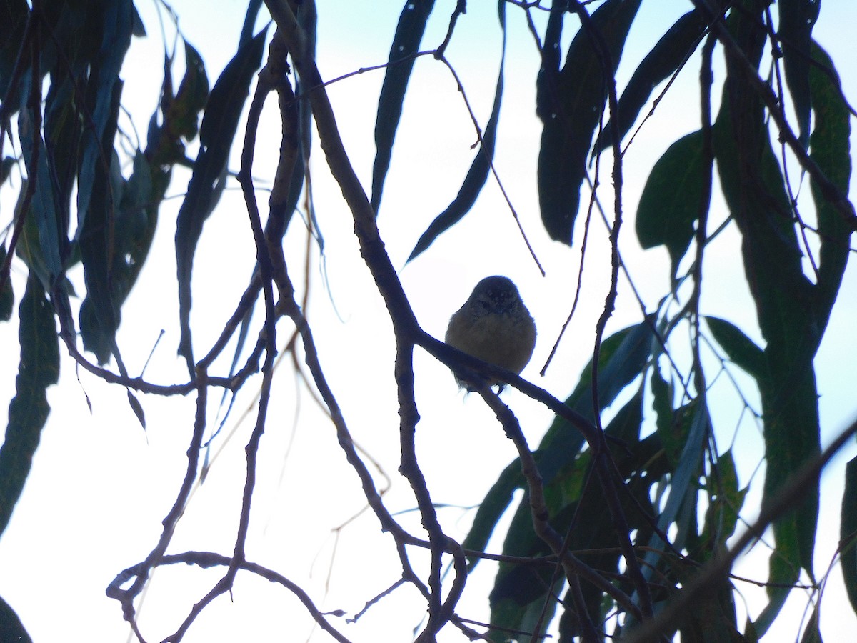 Yellow-rumped Thornbill - George Vaughan