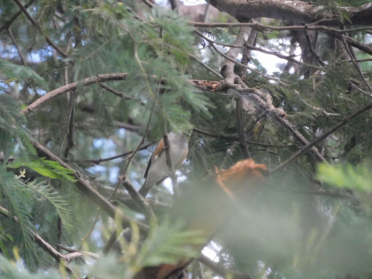 Silvereye - George Vaughan