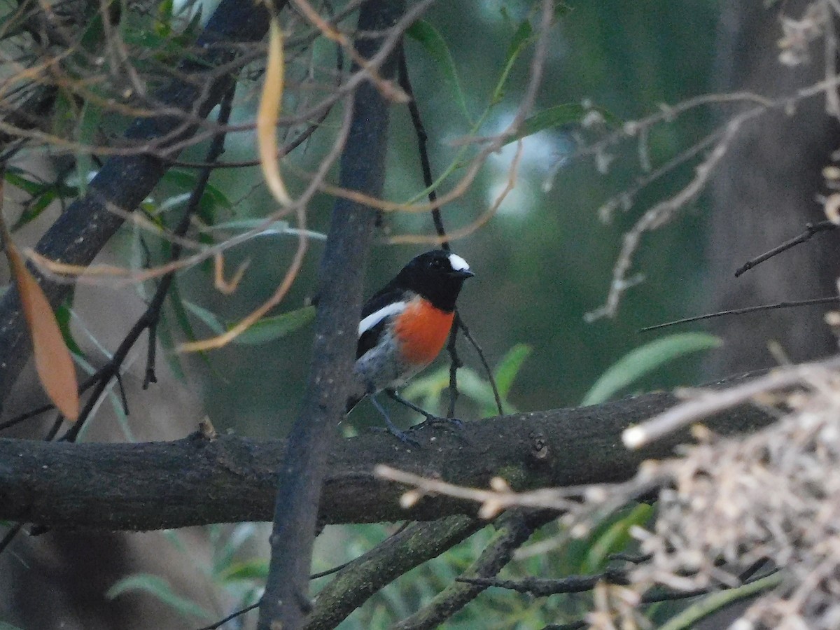 Scarlet Robin - George Vaughan