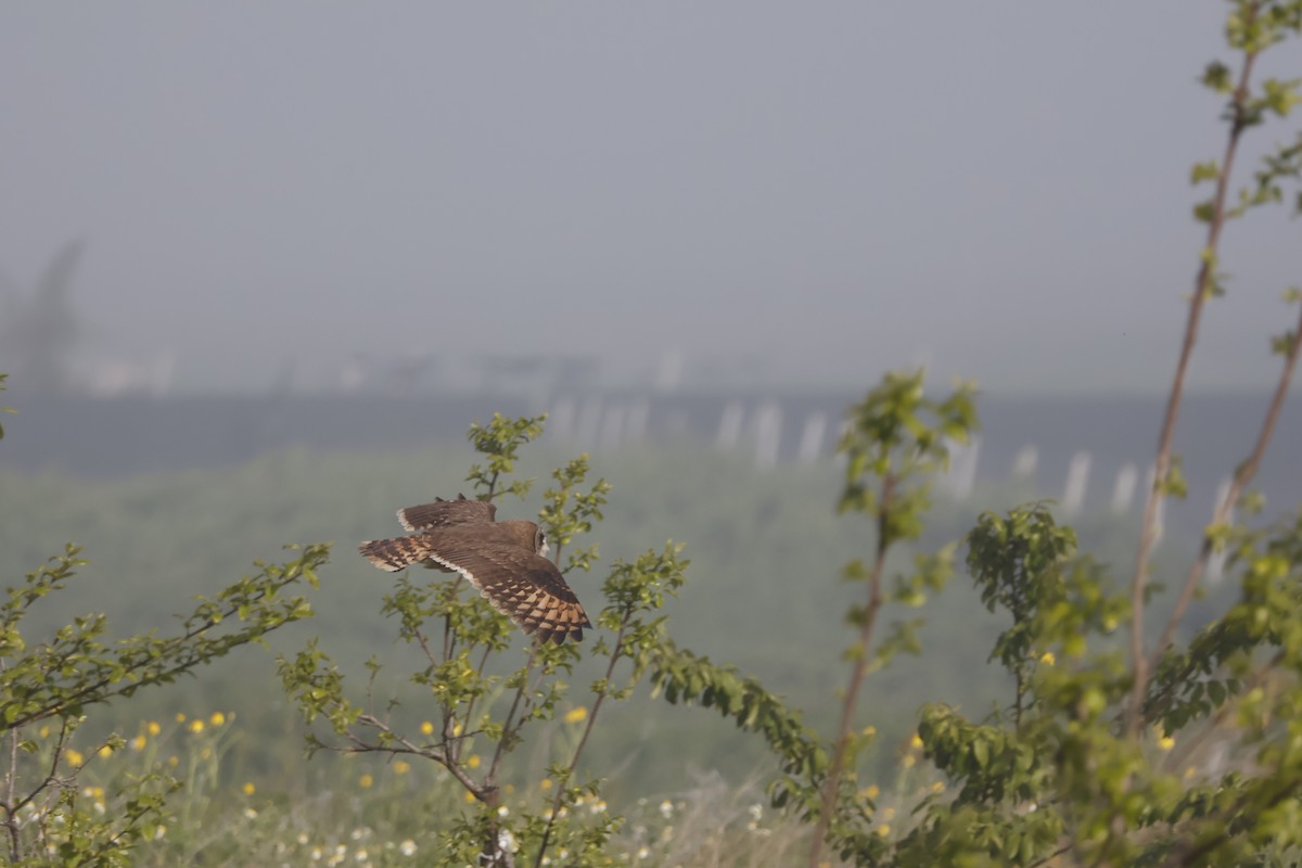 Marsh Owl - ML616850081