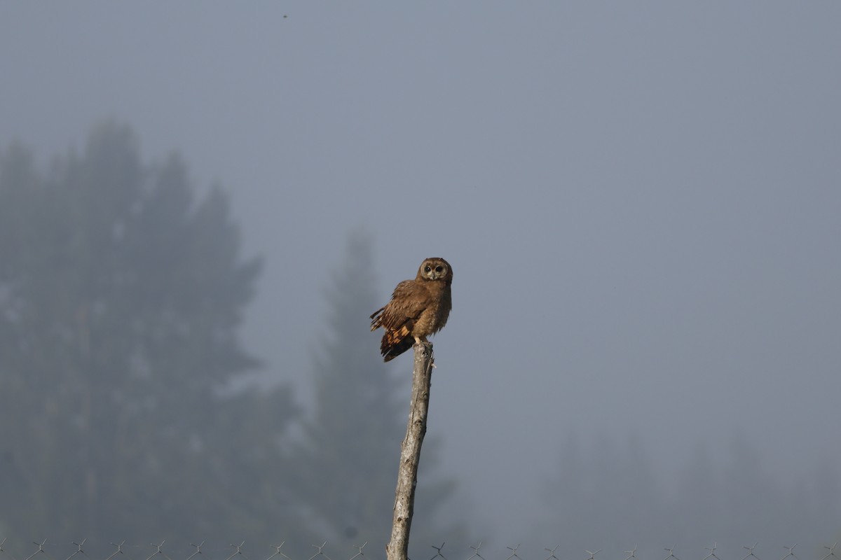 Marsh Owl - Mathieu Soetens