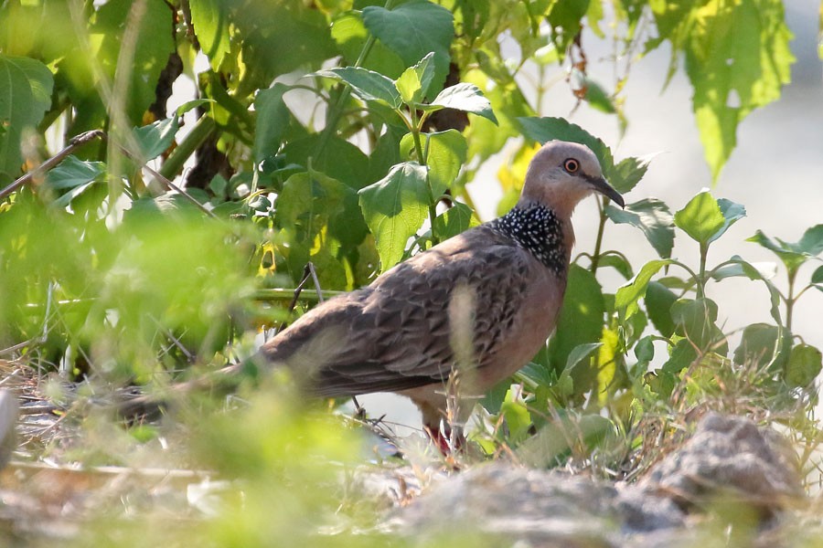 珠頸斑鳩 - ML616850186