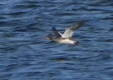 Common/Red-breasted Merganser - Dave Bowman