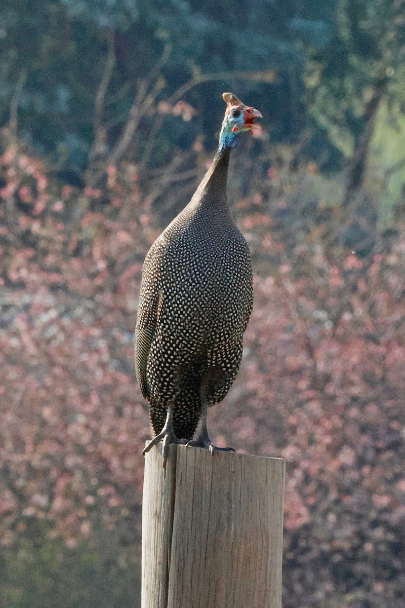 Helmeted Guineafowl - ML616850197