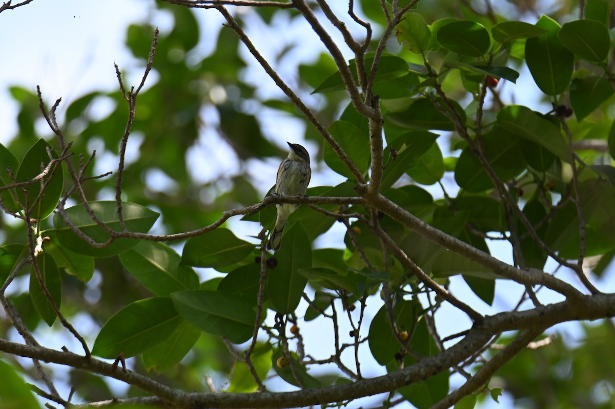 Yellow-rumped Warbler - Alberto Hernandez