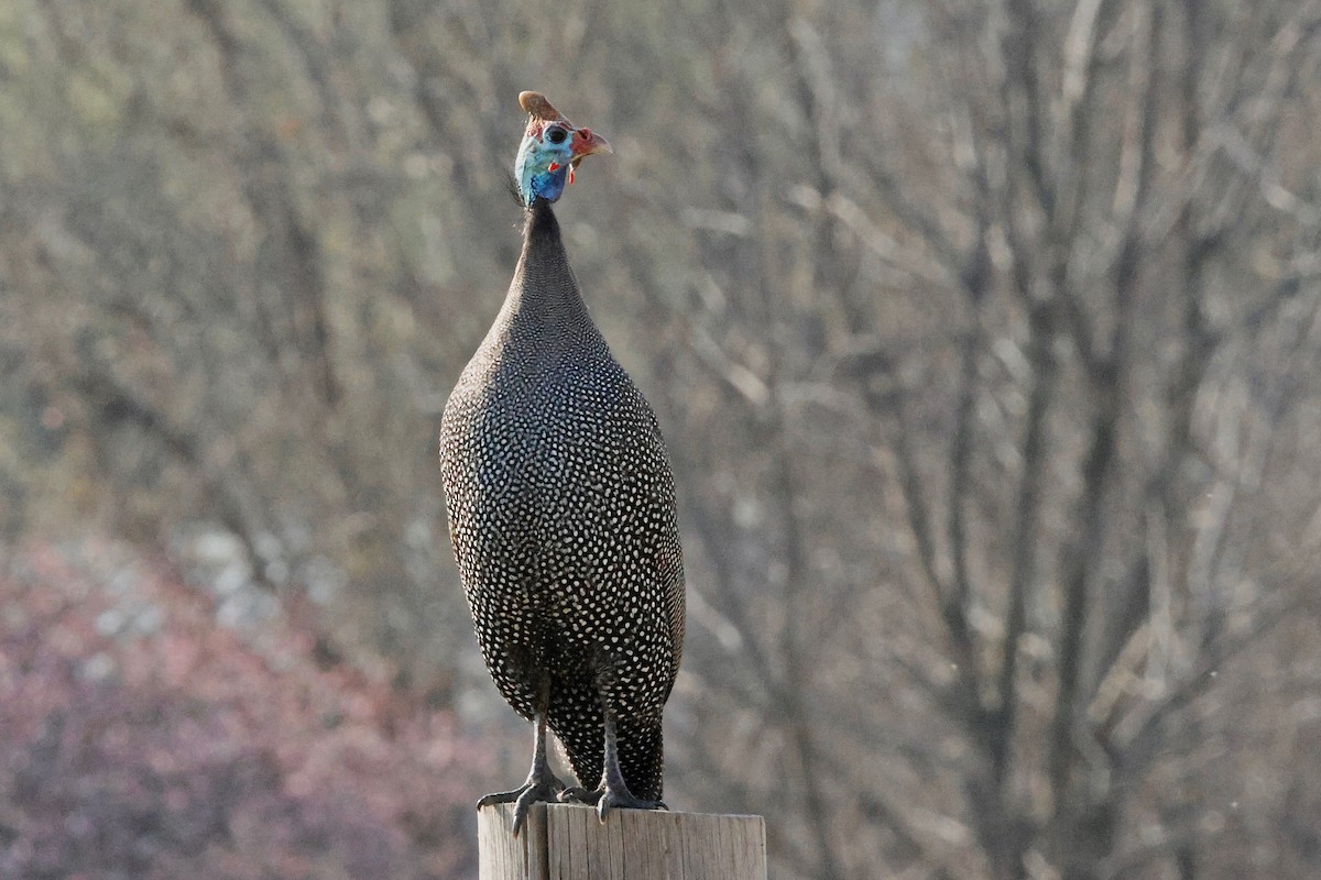 Helmeted Guineafowl - Martin Hosier