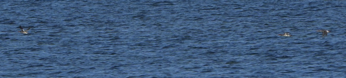 Common/Red-breasted Merganser - Dave Bowman