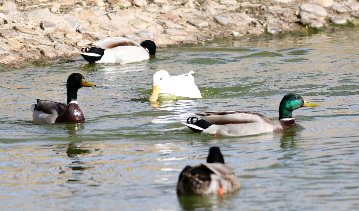 Mallard (Domestic type) - Miguel García