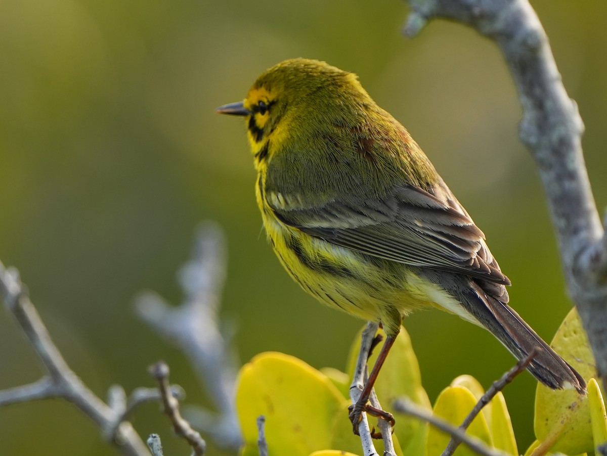 Prairie Warbler - Dave Bowman