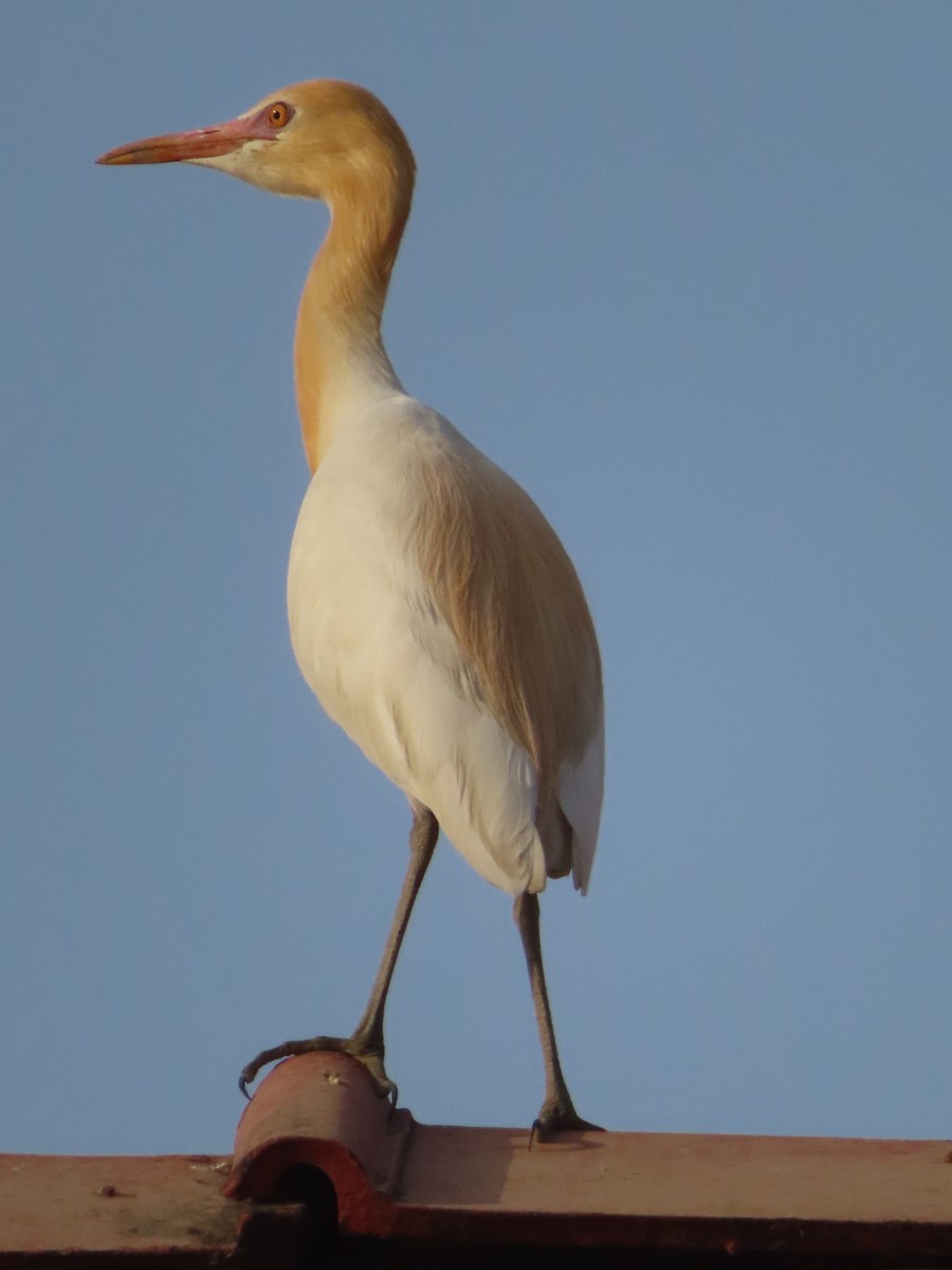Eastern Cattle Egret - Gargi Dalawat