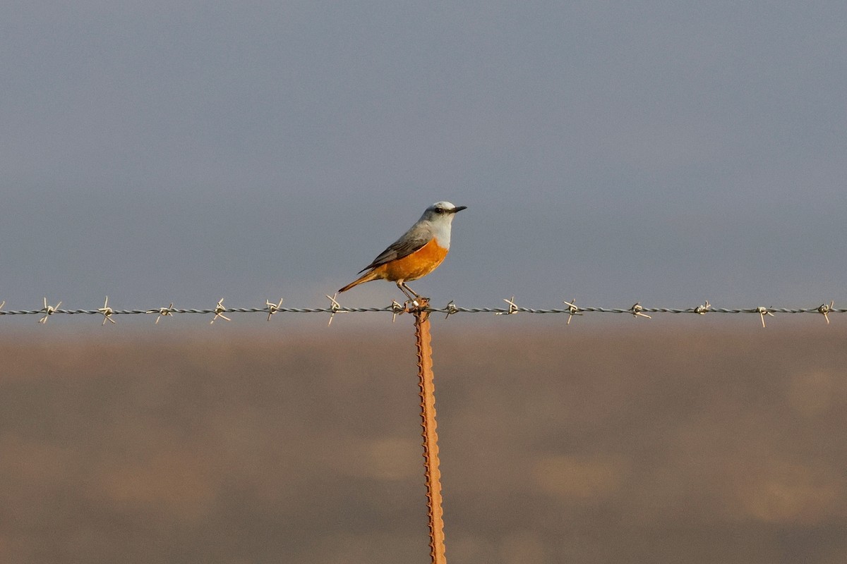 Sentinel Rock-Thrush - ML616850266