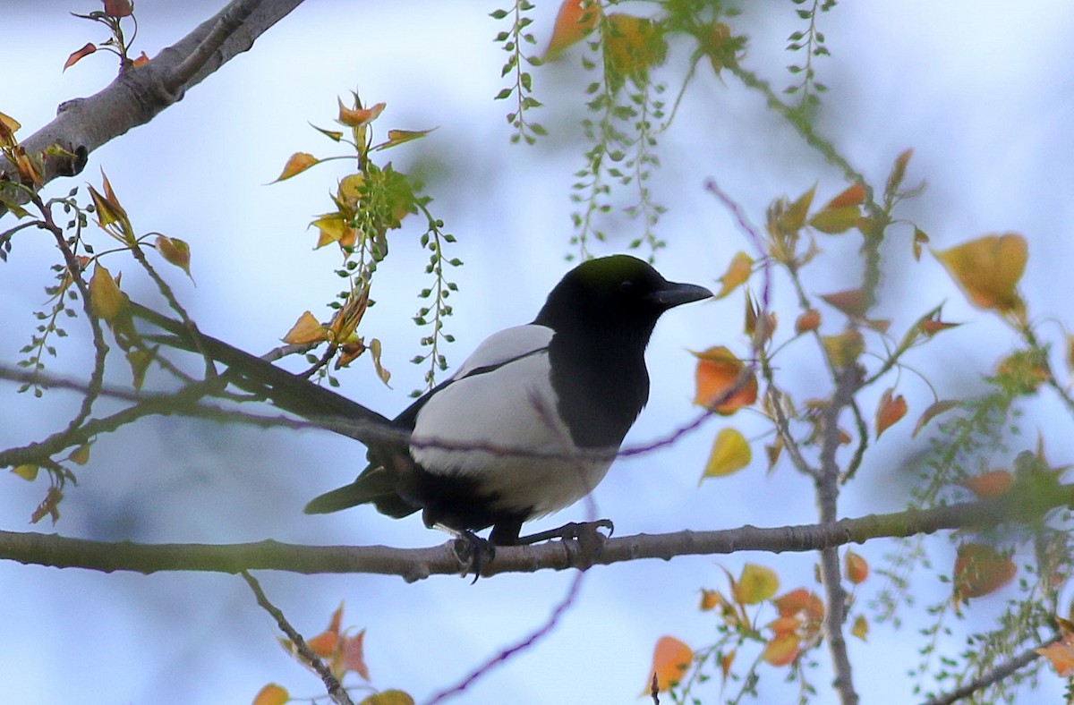 Eurasian Magpie - ML616850276