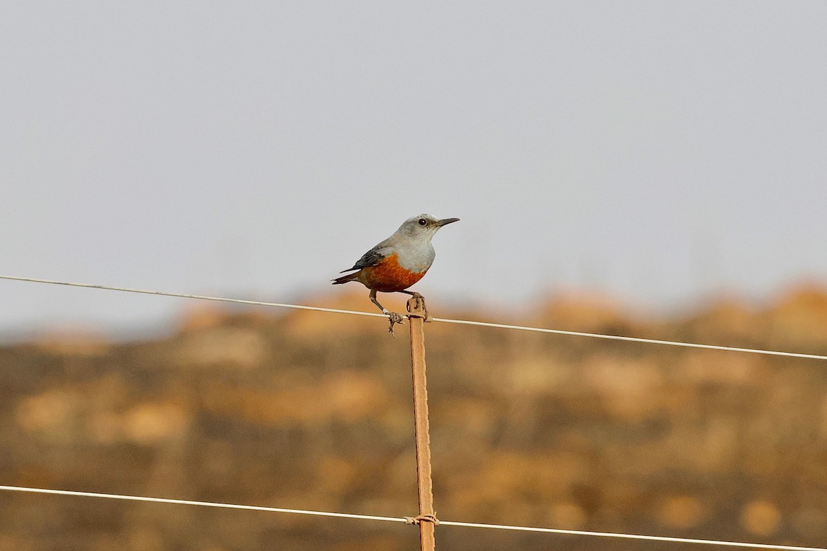 Sentinel Rock-Thrush - ML616850277