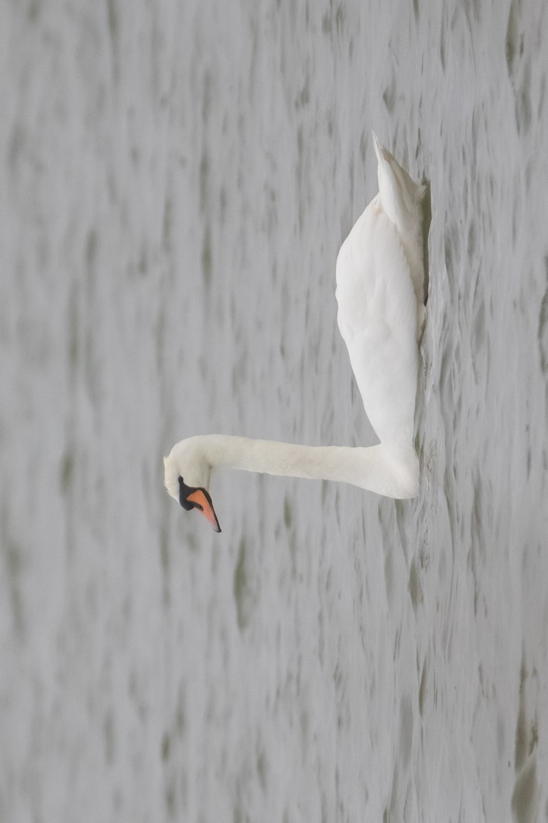 Mute Swan - ML616850286