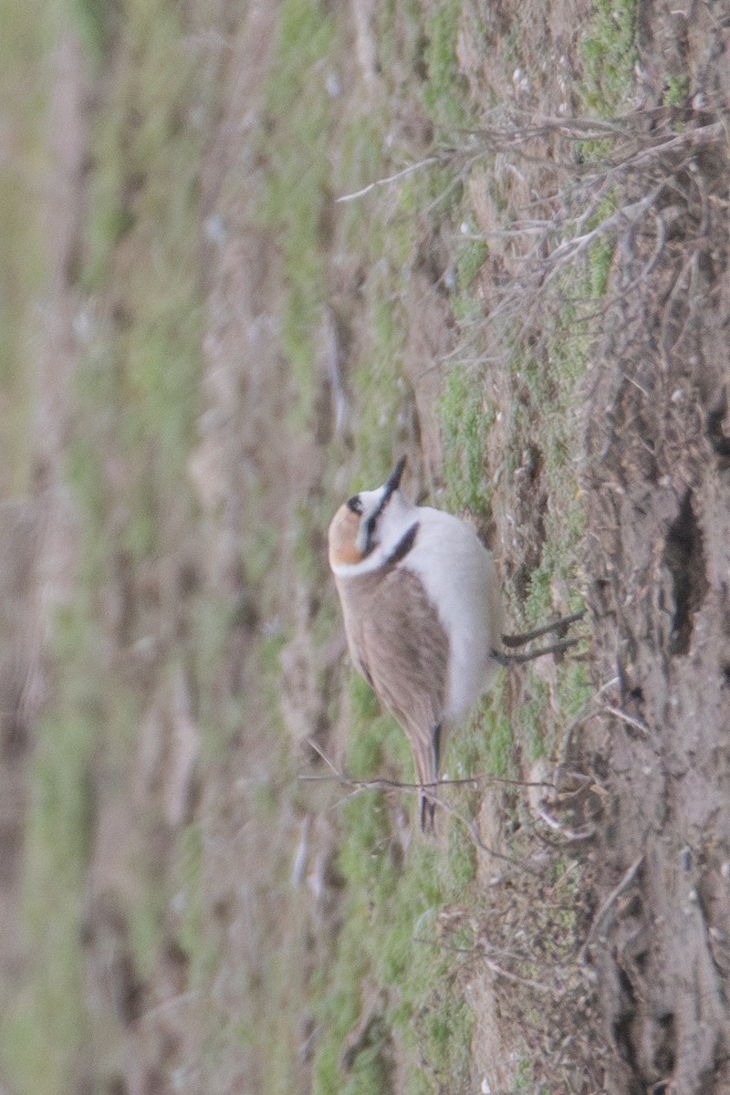 Kentish Plover - ML616850314
