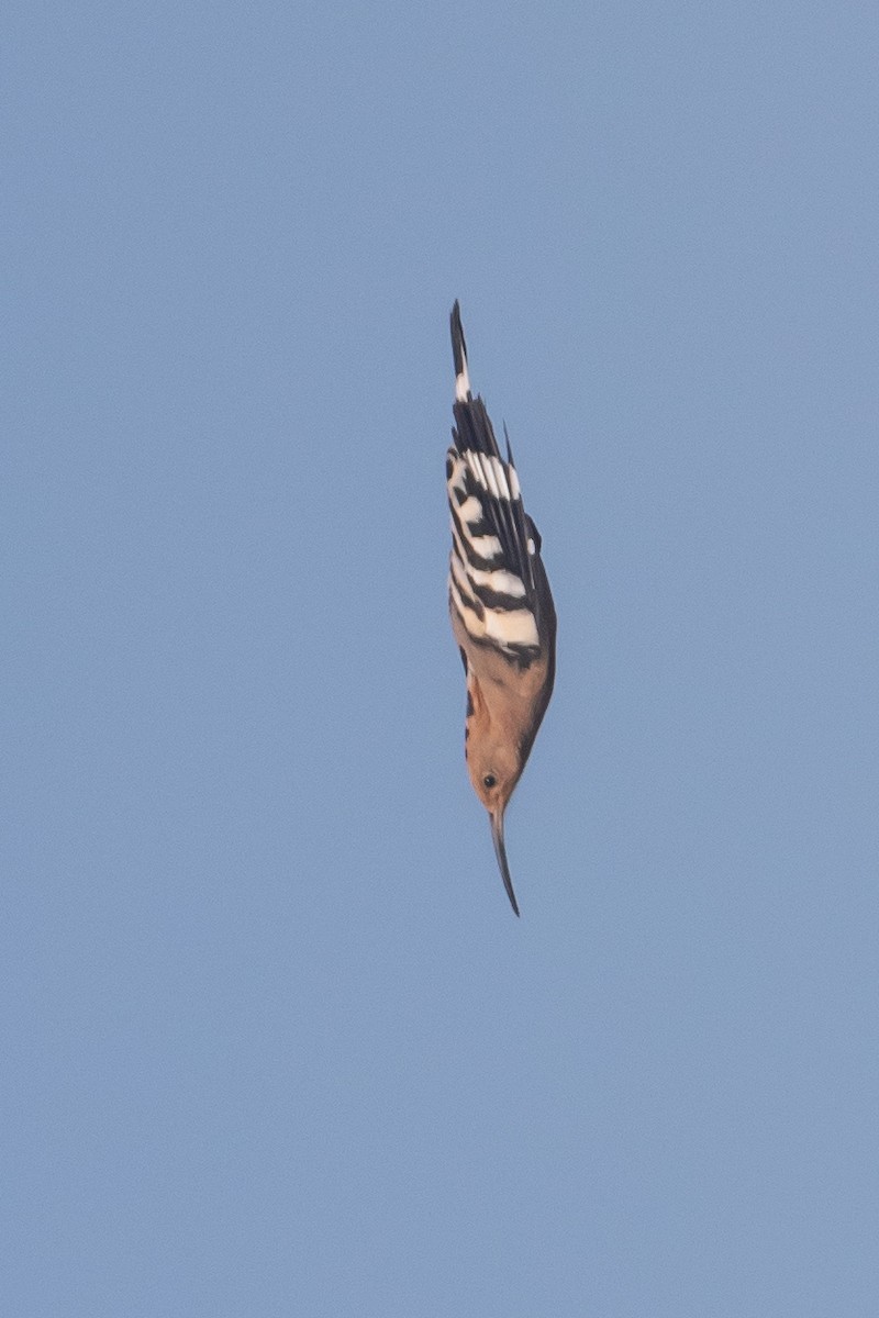Eurasian Hoopoe - ML616850320