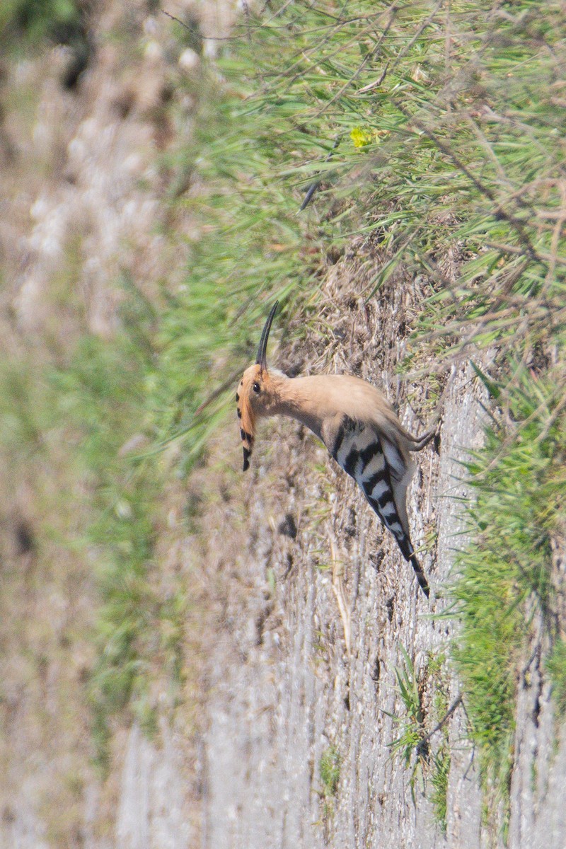 Eurasian Hoopoe - ML616850321