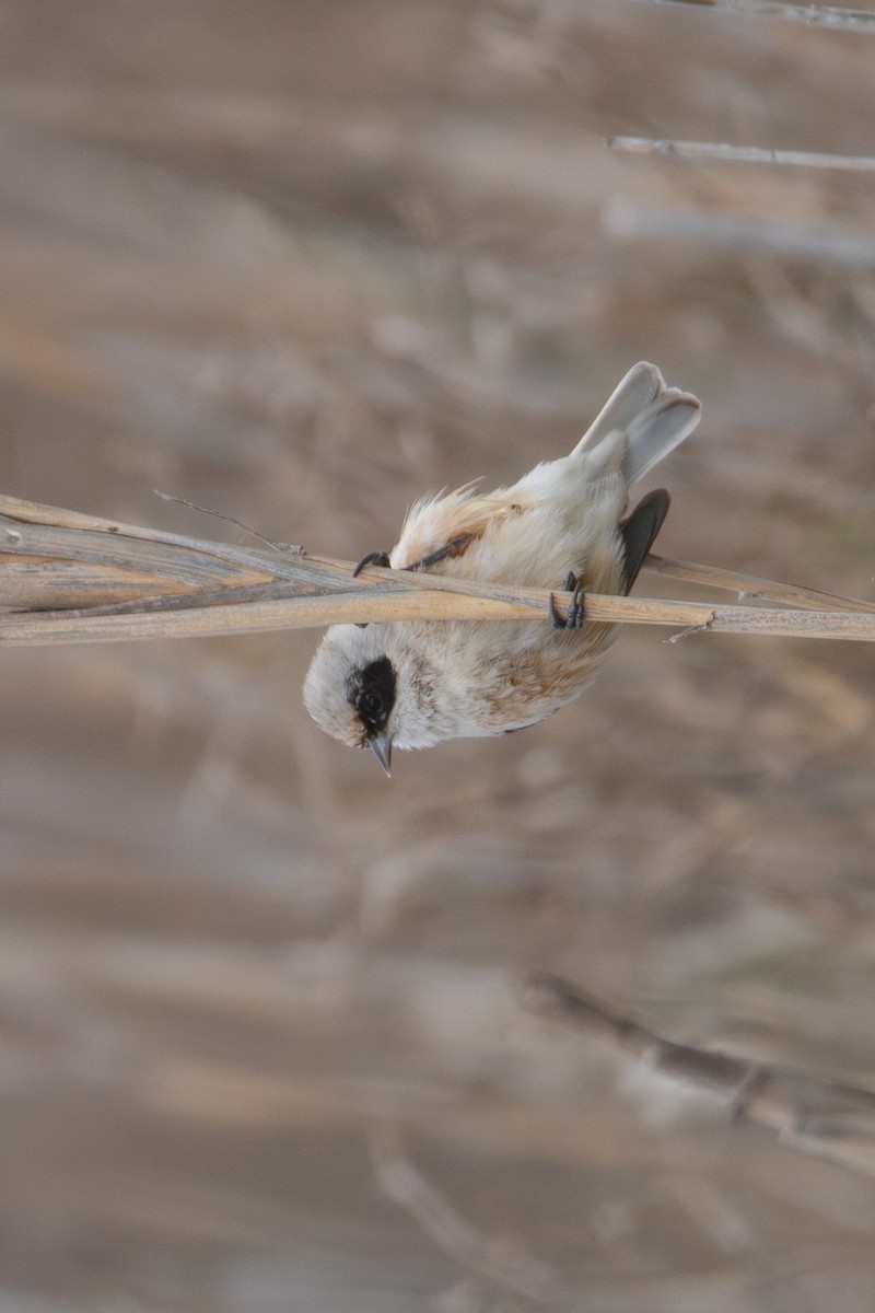 Eurasian Penduline-Tit - ML616850329