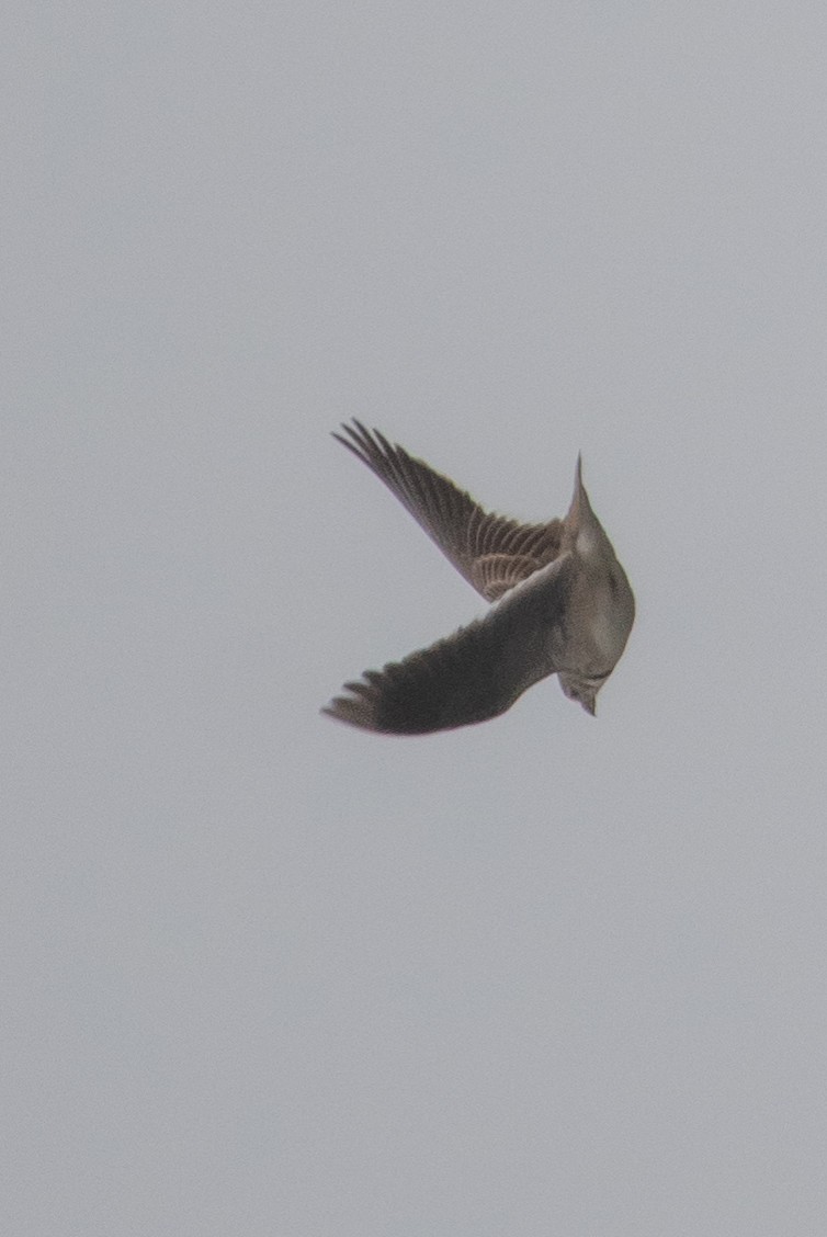 Calandra Lark - ML616850330