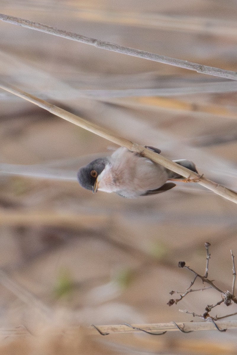 Menetries's Warbler - ML616850335