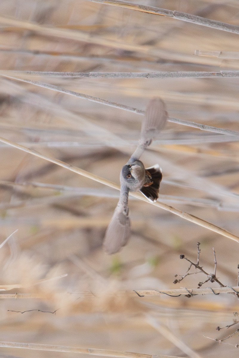 Menetries's Warbler - ML616850336