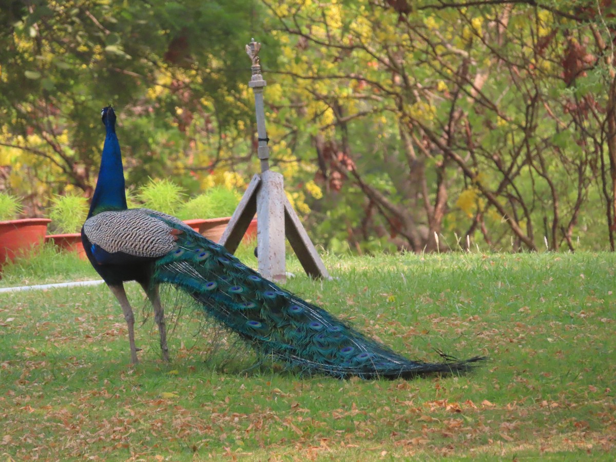 Indian Peafowl - Gargi Dalawat