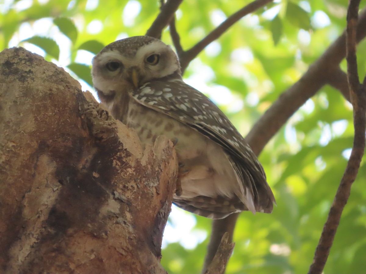 Spotted Owlet - Gargi Dalawat