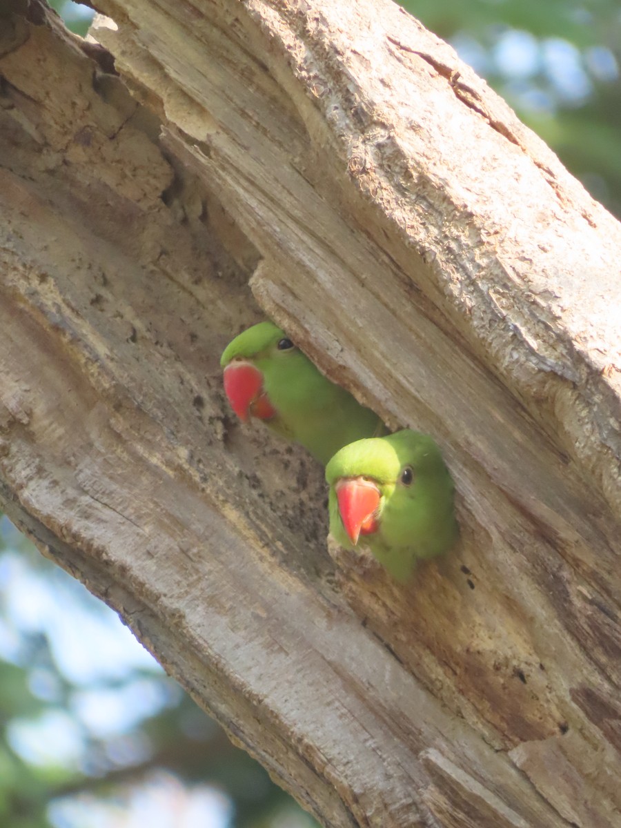 Rose-ringed Parakeet - Gargi Dalawat