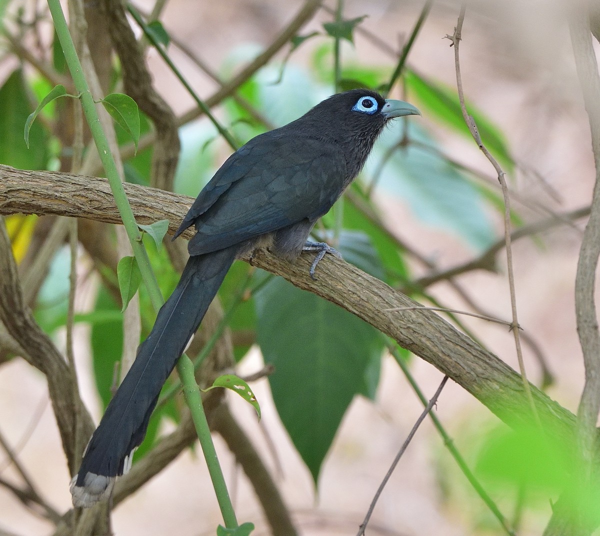 Blue-faced Malkoha - ML616850413