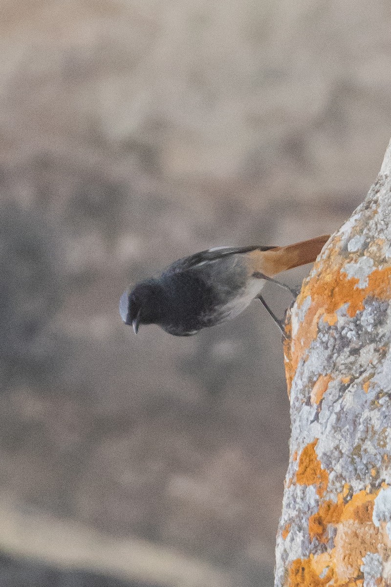 Black Redstart - ML616850419