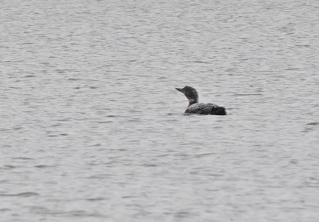 Common Loon - ML616850434