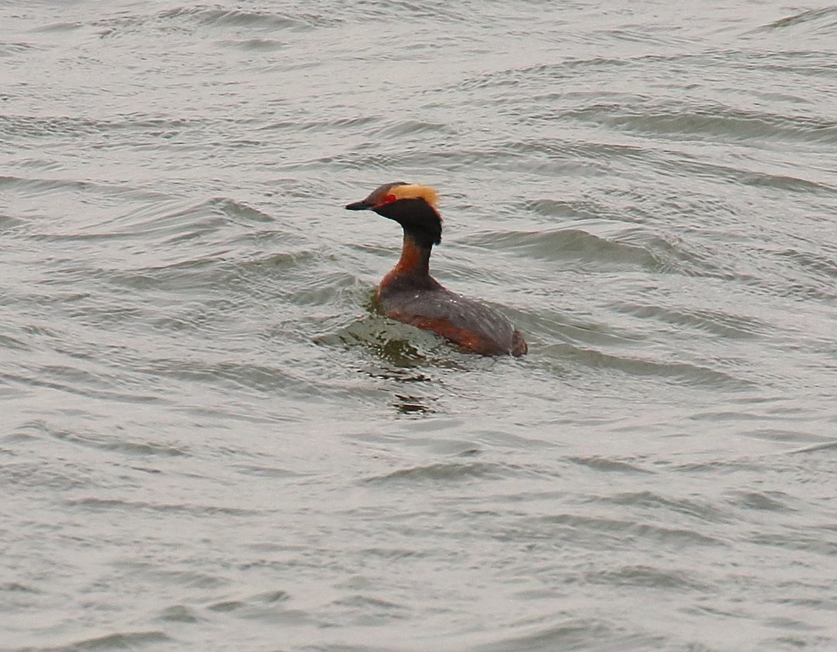 Horned Grebe - Mark E Land