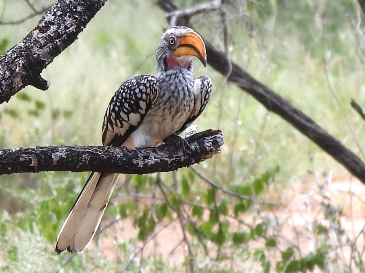 Southern Yellow-billed Hornbill - Stephen Taylor