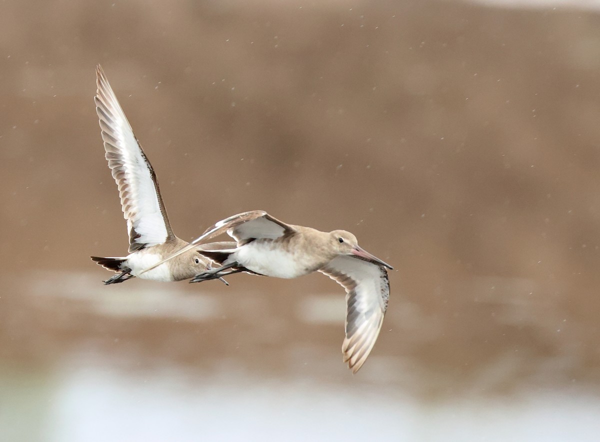 Black-tailed Godwit (melanuroides) - Dave Bakewell