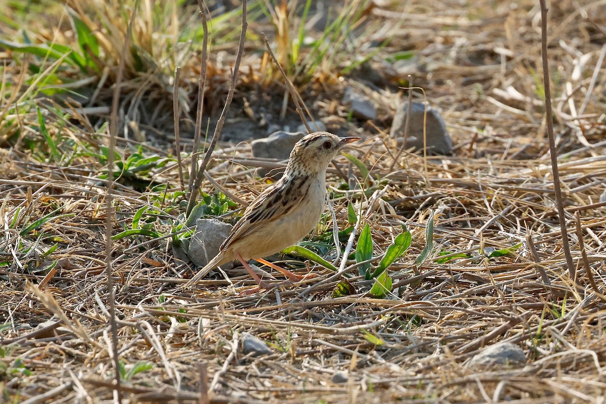 Zitting Cisticola (African) - ML616850510