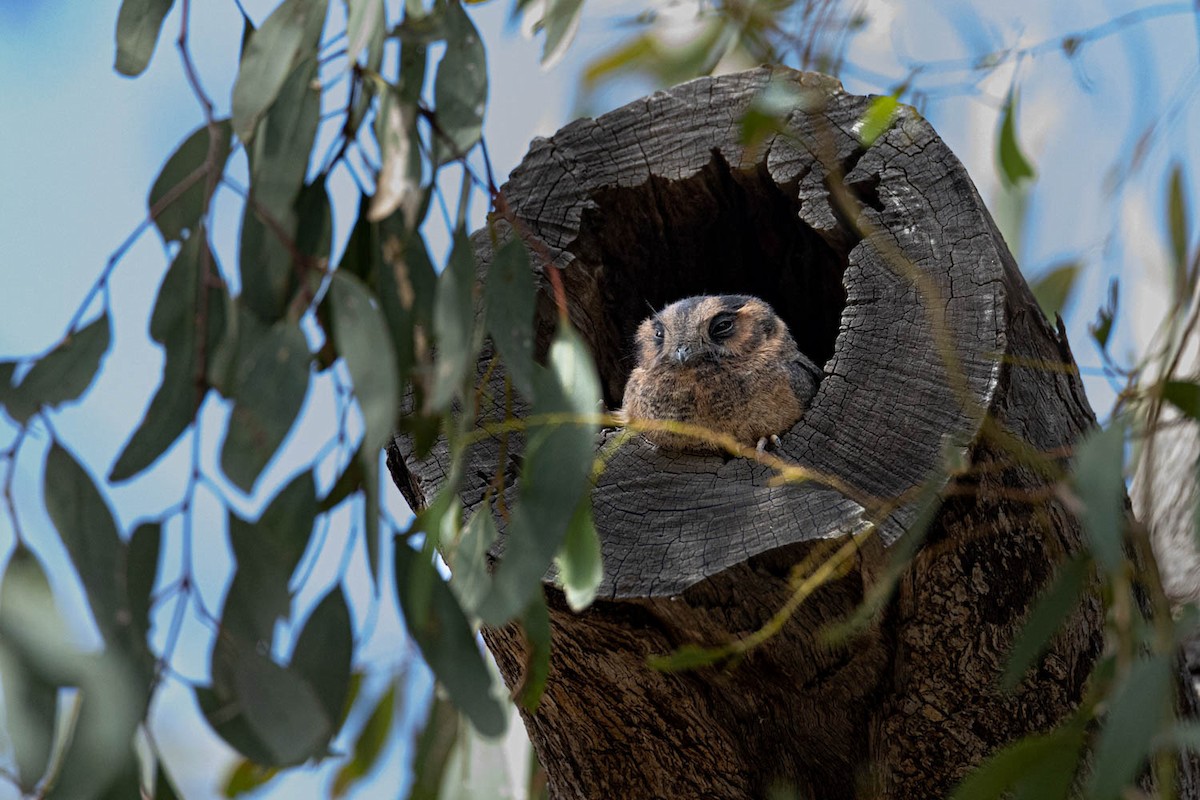 Australian Owlet-nightjar - ML616850532