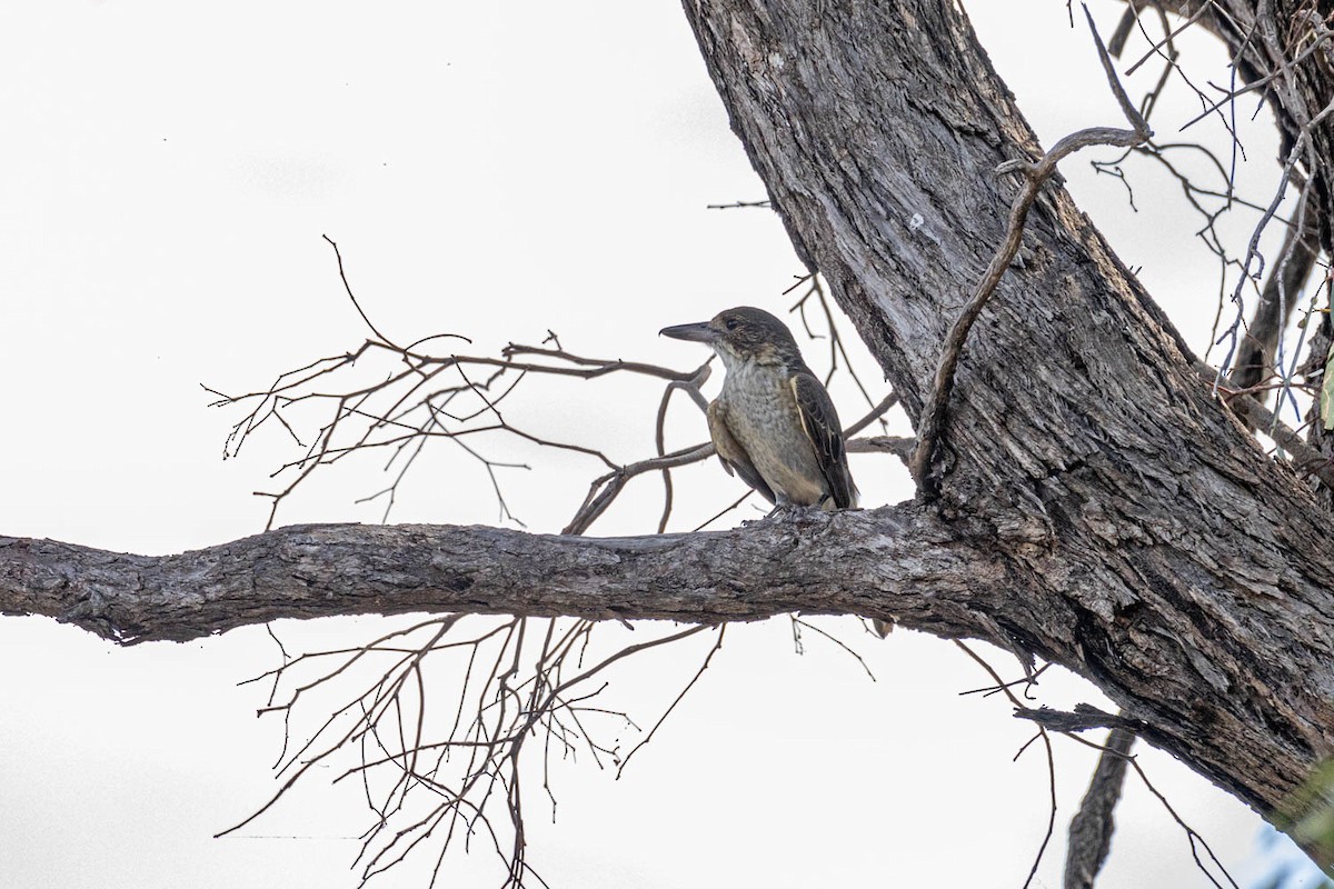 Gray Butcherbird - ML616850542