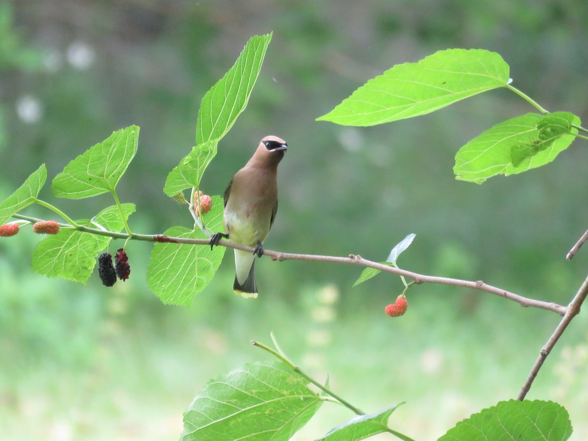 Cedar Waxwing - ML616850573