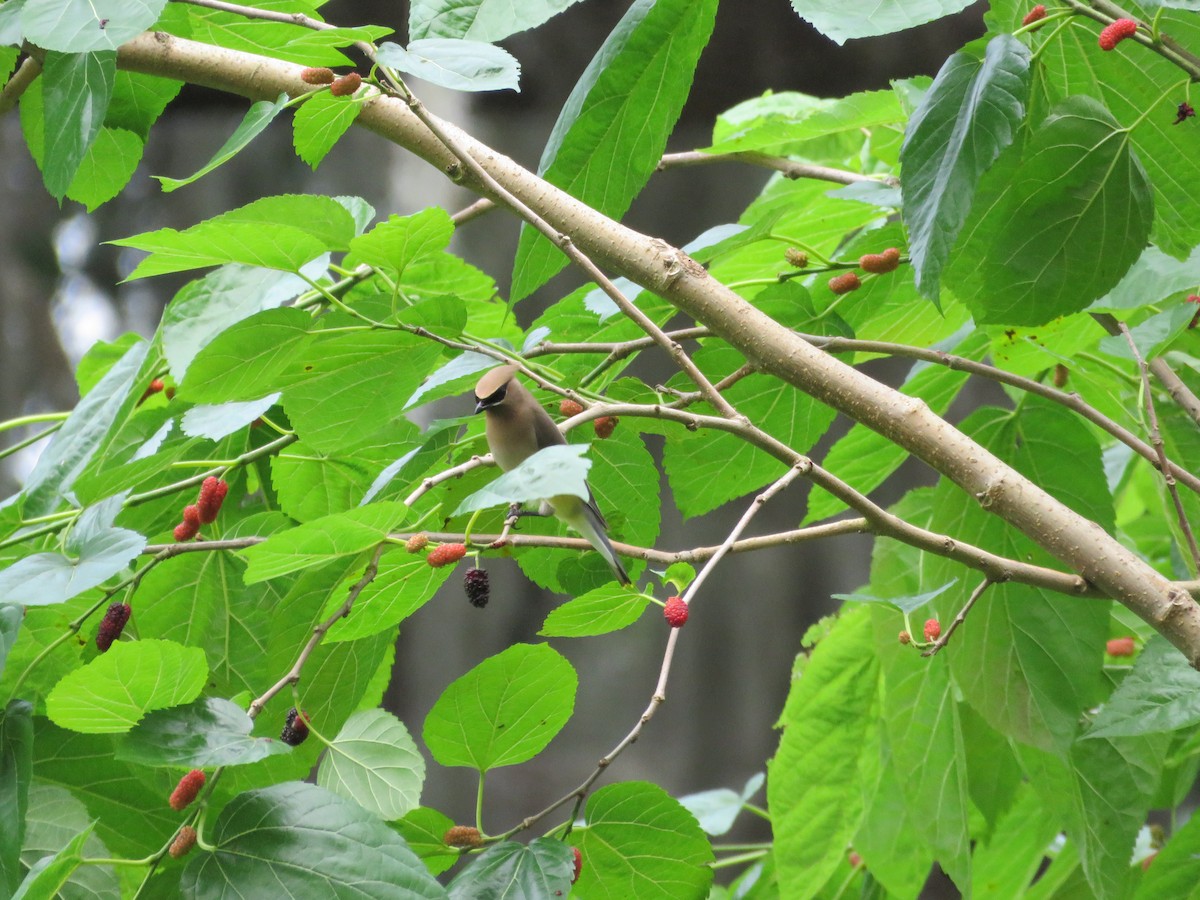 Cedar Waxwing - ML616850575