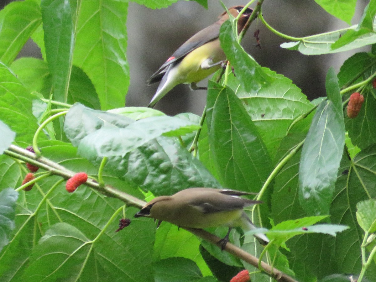 Cedar Waxwing - ML616850576