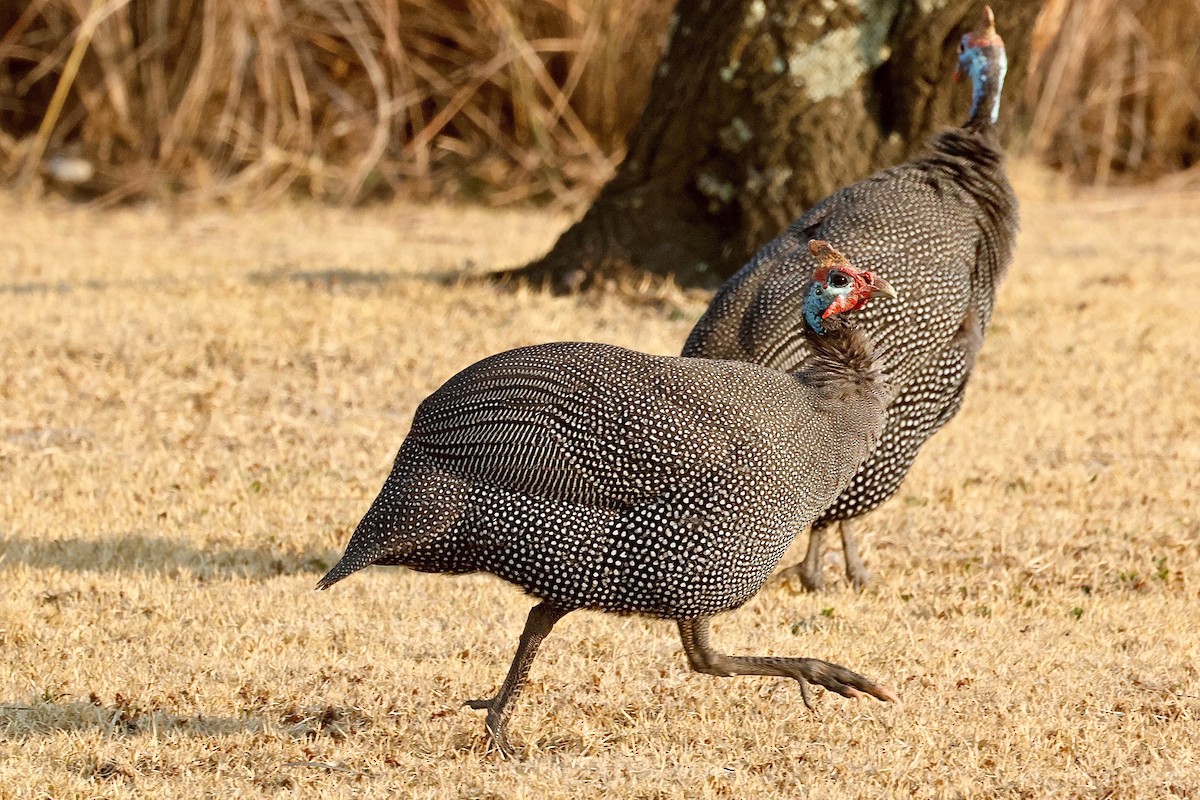 Helmeted Guineafowl - ML616850619