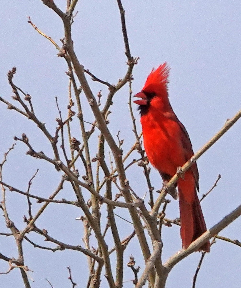 Cardinal rouge - ML616850651