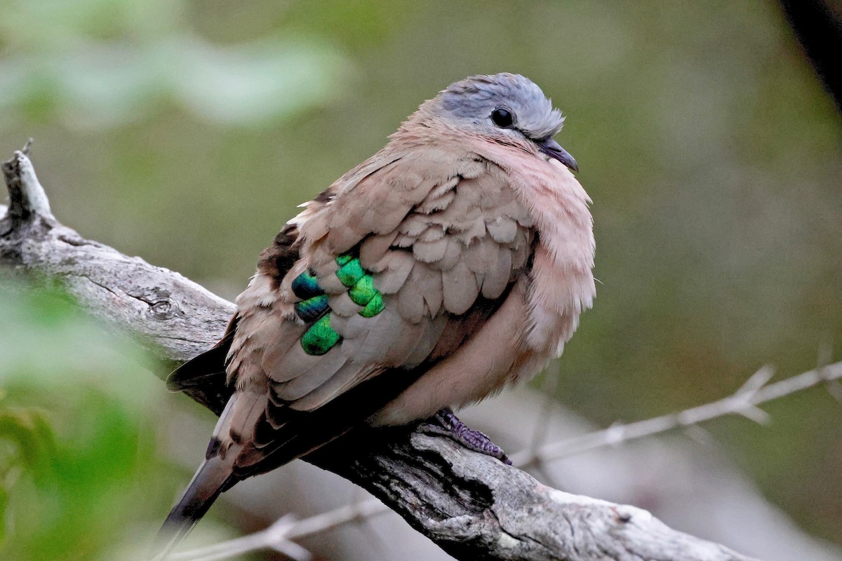 Emerald-spotted Wood-Dove - ML616850673