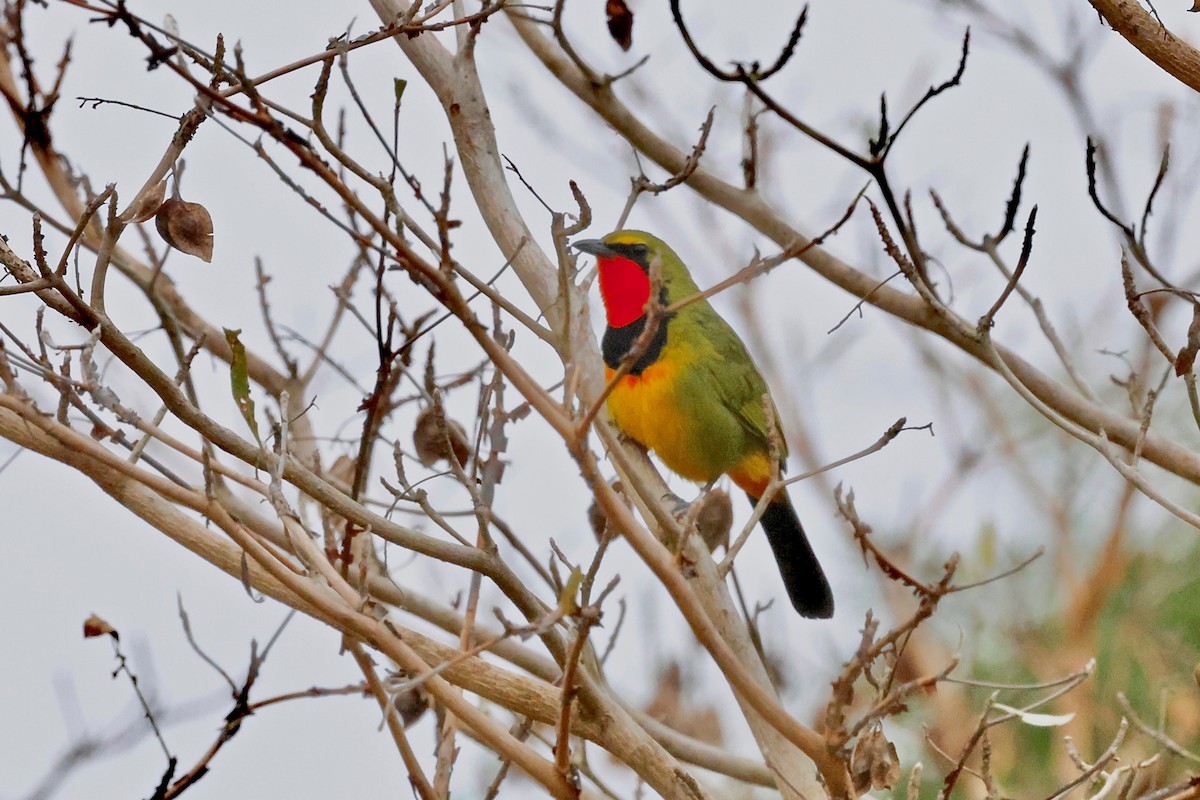 Four-colored Bushshrike - ML616850686