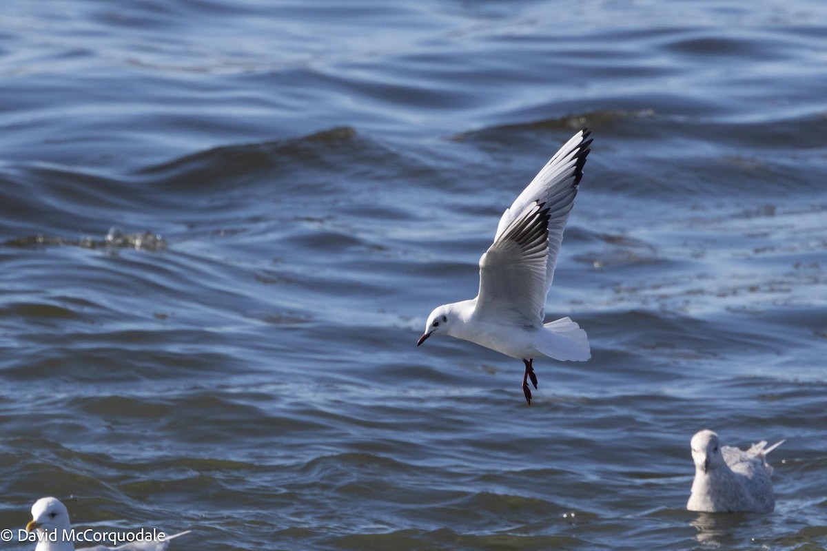 Black-headed Gull - ML616850703