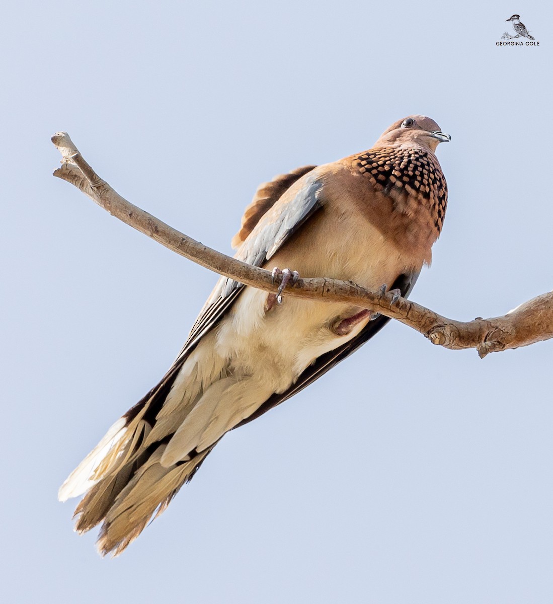Laughing Dove - ML616850711