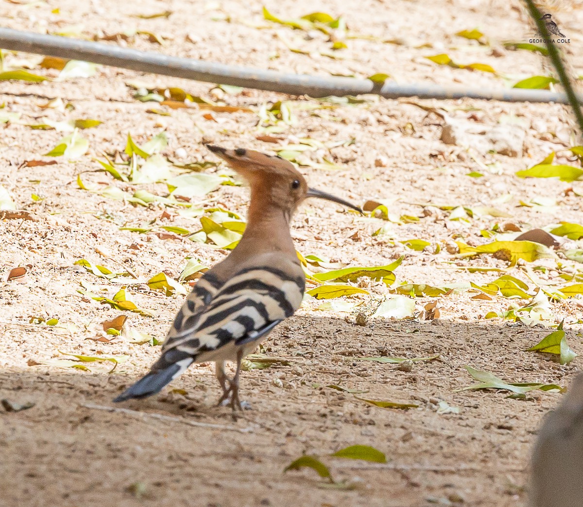 Eurasian Hoopoe - ML616850719