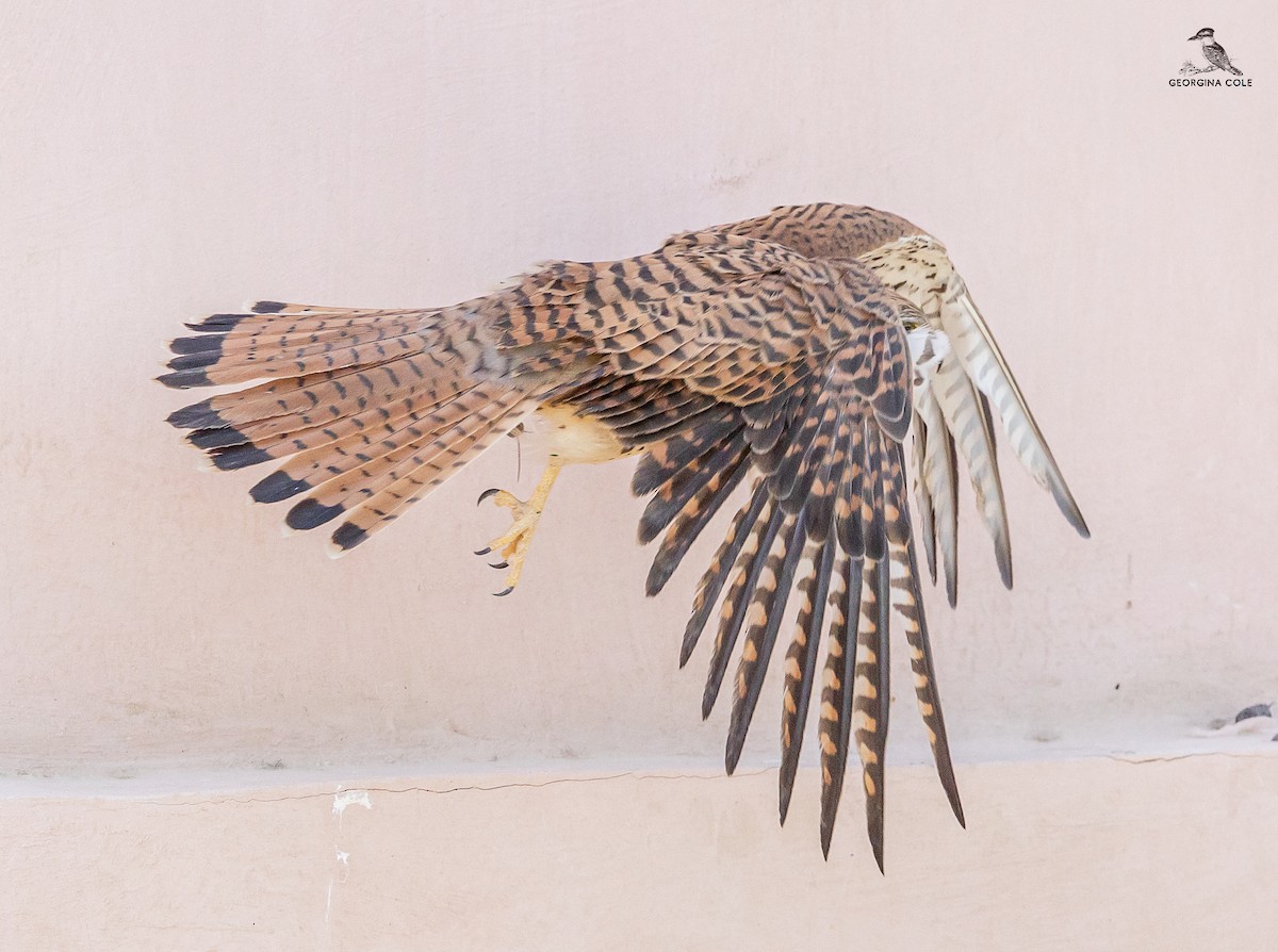 Eurasian Kestrel - ML616850722