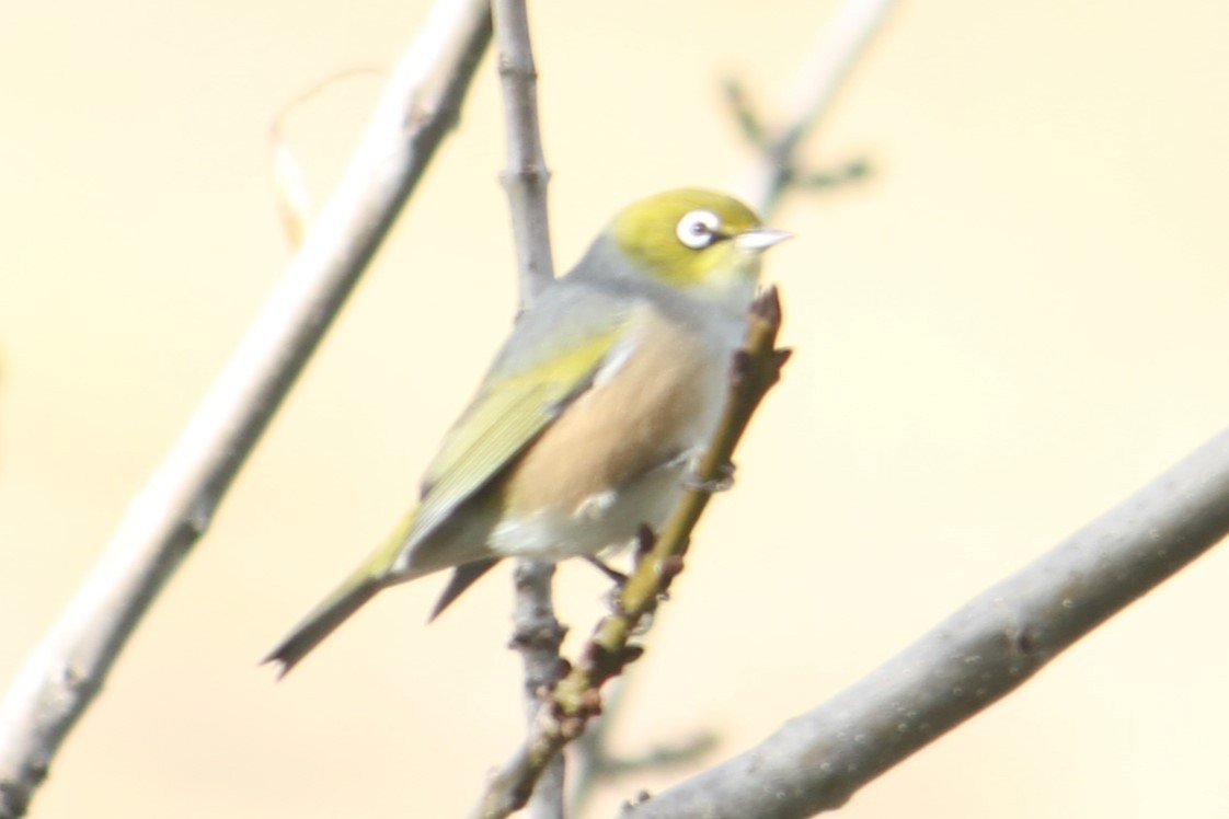 Silvereye - ML616850747