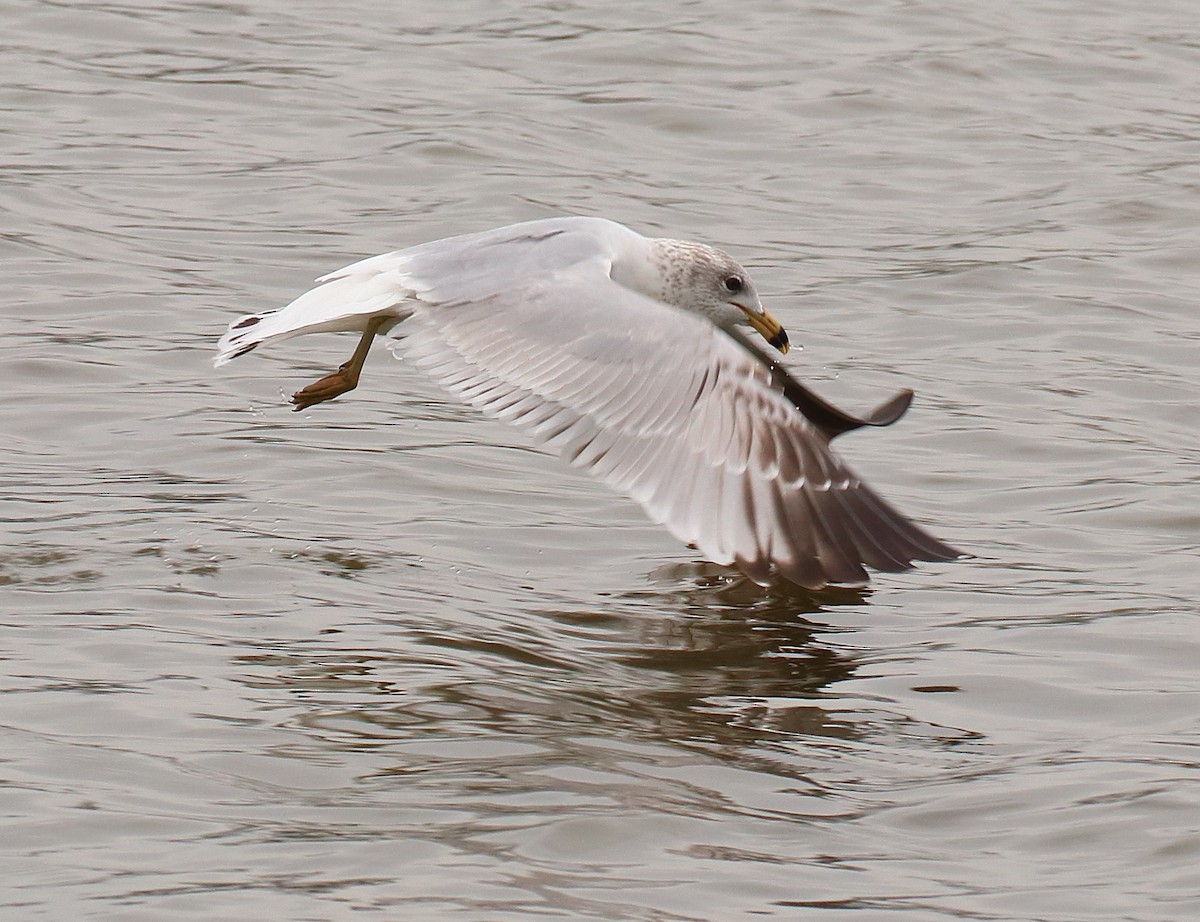 Ring-billed Gull - ML616850750